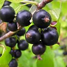 Рисунок 250.jpg