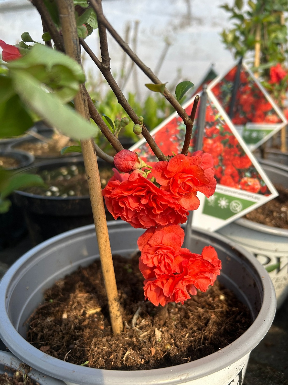 Хеномелес – весенний взрыв красок!