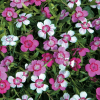 Гвоздика травянка (dianthus deltoides) Микрочип микс С2 РФр/26