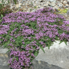 Тимьян ранний (Thymus praecox) Пигмей С1,5 РАг/26