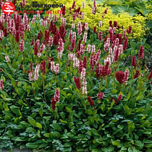 Основное изображение товара