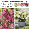 Гортензия метельчатая (Hydrangea paniculata) Петит Стар  С3 СП/25