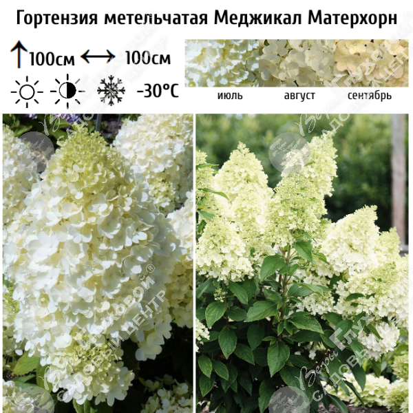 Гортензия метельчатая "Меджикал Матерхорн" на фото