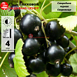 Смородина черная 