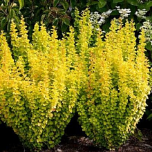 Основное изображение товара