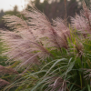 Мискантус китайский (Miscanthus sinensis) Гросс Фонтейн С2 НСп/26