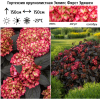 Гортензия крупнолистная (Hydrangea macrophyllа) Эклипс Фирст Эдишен С5 ГЕ/25