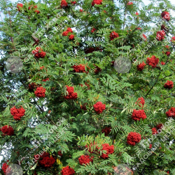 Рябина "Титан" на фото