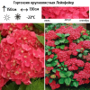 Гортензия крупнолистная "Лейхфейер" на фото