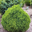 Ель сизая 