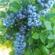 Голубика 