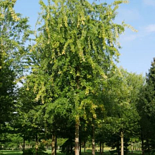 Основное изображение товара