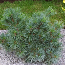 Основное изображение товара