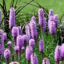 Основное изображение товара