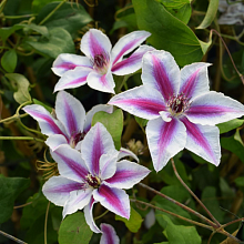 Основное изображение товара