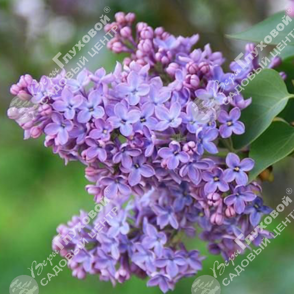 Сирень обыкновенная на фото