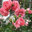 Роза Ругоза 