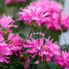 Монарда гибридная "Пинк Фростинг" на фото