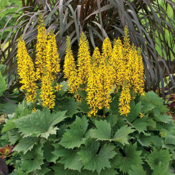 Основное изображение товара