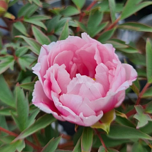 Основное изображение товара