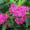 Спирея японская (Spiraea japonica) Неон Флеш С3 СП/24