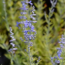 Основное изображение товара