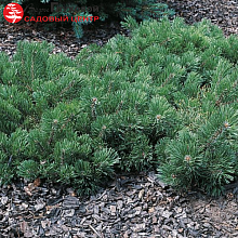 Сосна горная 