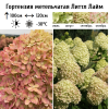 Гортензия метельчатая "Литтл Лайм" на фото