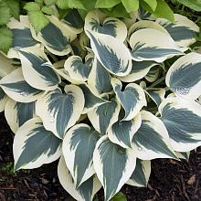 Основное изображение товара