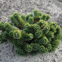 Основное изображение товара