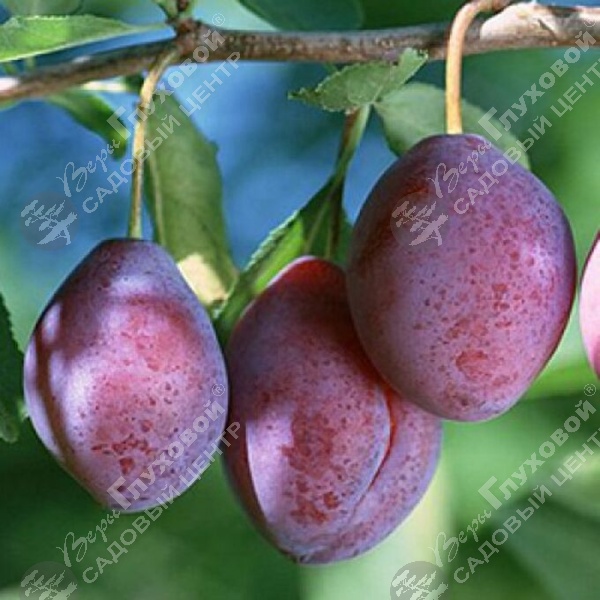 Слива "Конфетная" на фото