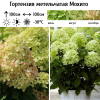 Гортензия метельчатая (Hydrangea paniculata) Мохито Р9 СП/26