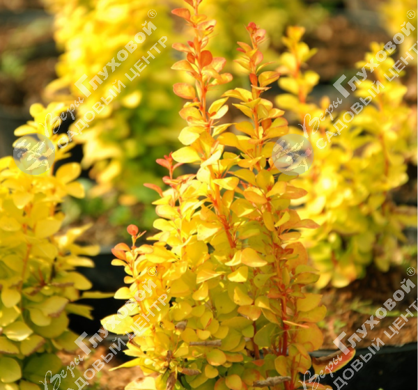 Барбарис Тунберга "Еллоу Берд" на фото