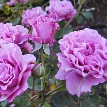 Основное изображение товара