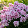 Флокс метельчатый (Phlox paniculata) Юник Тренди С2 ГлХ/26