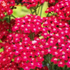 Тысячелистник обыкновенный (Achillea millefolium) Кассис С2 ГлХ/26