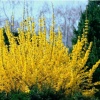 Форзиция промежуточная (Forsythia intermedia) Вик Энд С3 СП/25
