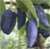Жимолость Югана (поздний сорт) Р9