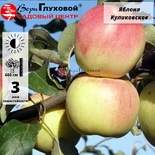 Яблоня Куликовское (зимний сорт)