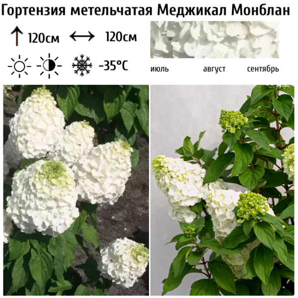 Основное изображение товара