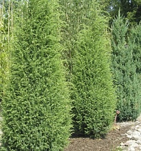 Основное изображение товара