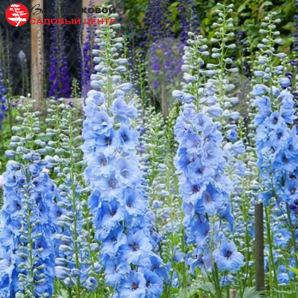 Основное изображение товара