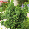 Туя западная (Thuja occidentalis) Малониана Холуб 40-50 С7,5 НБл/26