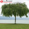 Береза повислая "Юнги" на фото