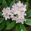 Рододендрон крупноцветковый 