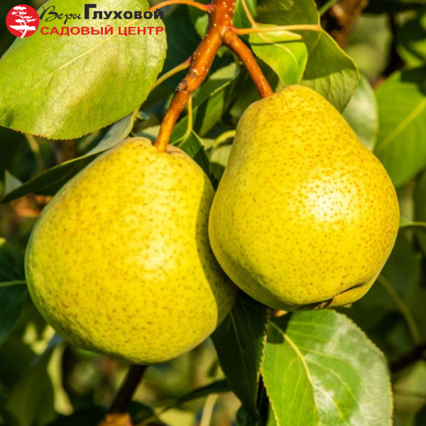 Основное изображение товара