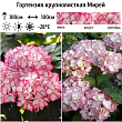 Гортензия крупнолистная 