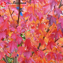 Основное изображение товара