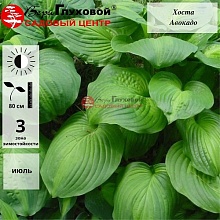 Основное изображение товара