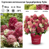Гортензия метельчатая (Hydrangea paniculata) Граундбрейкер Руби Р14 ГлХ/26